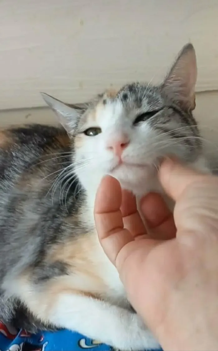 Gato ra a srd idade 2 anos nome PENÉLOPE 