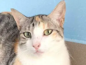 Gato raça srd idade 2 anos nome PENÉLOPE 