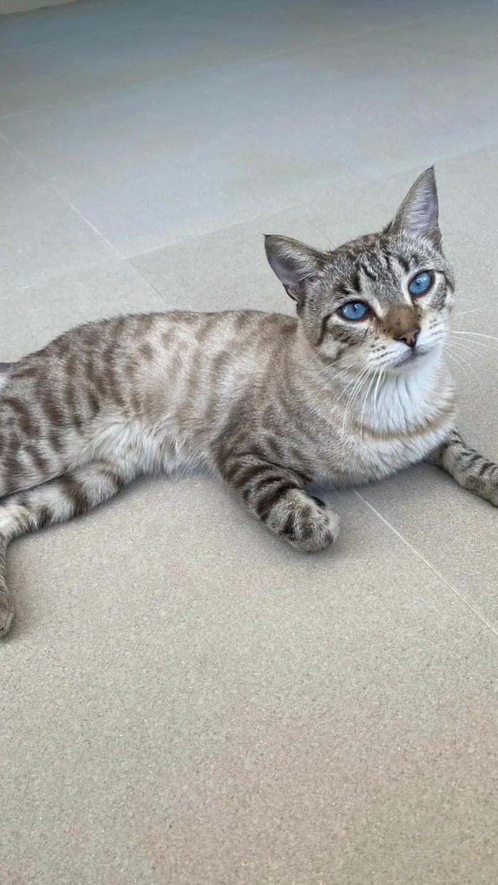 Gato ra a srd tigradinho idade 1 ano nome THEODORO