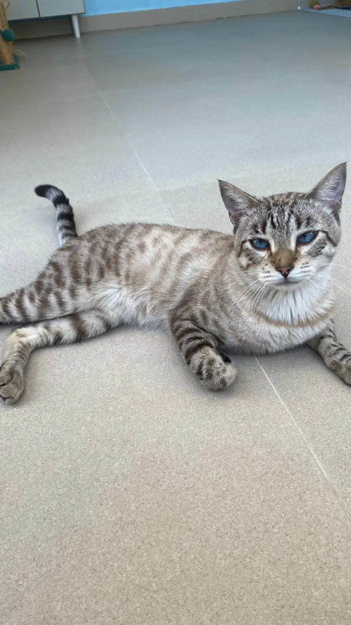 Gato ra a srd tigradinho idade 1 ano nome THEODORO