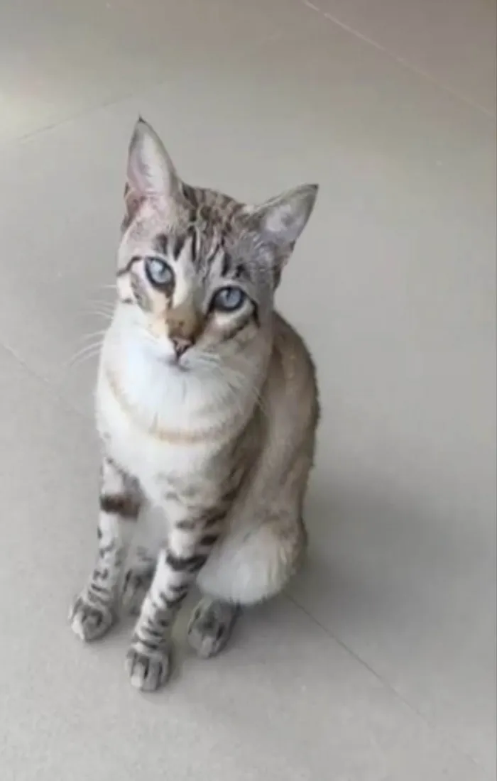 Gato ra a srd tigradinho idade 1 ano nome THEODORO