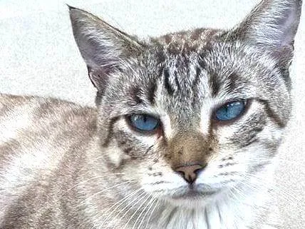 Gato ra a srd tigradinho idade 1 ano nome THEODORO