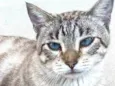 THEODORO