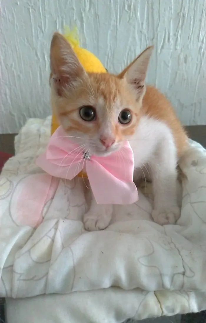 Gato ra a srd bicolor  idade 2 a 6 meses nome JULIET
