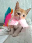 JULIET