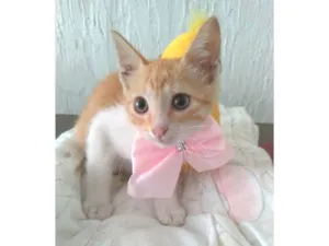 Gato raça srd bicolor  idade 2 a 6 meses nome JULIET
