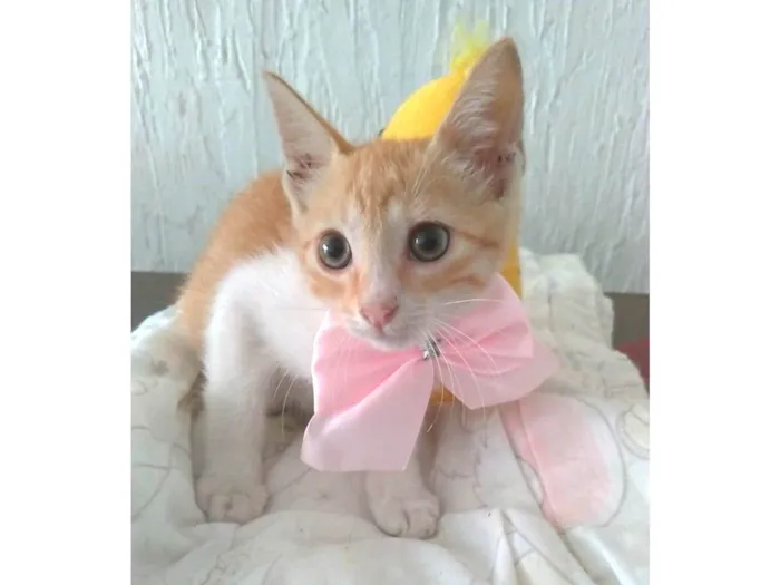 Gato ra a srd bicolor  idade 2 a 6 meses nome JULIET