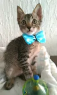 ROMEO