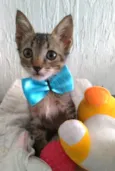 ROMEO