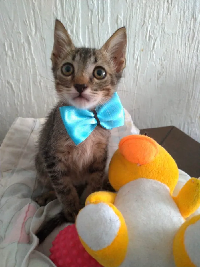 Cachorro ra a srd tigradinho idade 2 a 6 meses nome ROMEO
