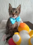 ROMEO