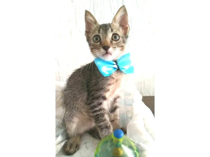 Cachorro ra a srd tigradinho idade 2 a 6 meses nome ROMEO