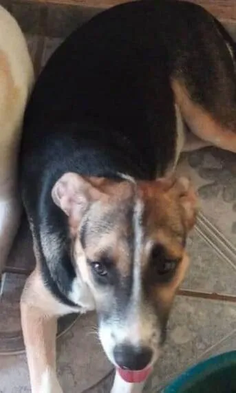 Cachorro raça SRD-ViraLata idade 2 a 6 meses nome KAYLA