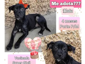 Cachorro raça SRD-ViraLata idade 2 a 6 meses nome Malu