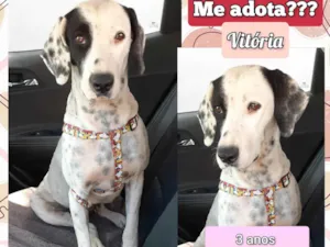 Cachorro raça Dálmata  idade 2 anos nome Vitória 