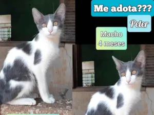 Gato raça SRD-ViraLata idade 2 a 6 meses nome Peter
