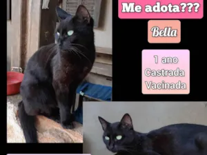 Gato raça SRD-ViraLata idade 1 ano nome Bella