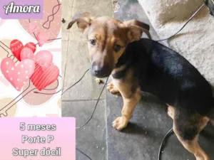 Cachorro raça SRD-ViraLata idade 2 a 6 meses nome Amora