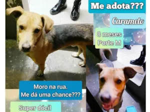 Cachorro raça SRD-ViraLata idade 7 a 11 meses nome Caramelo