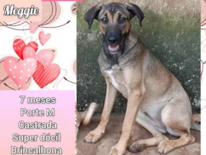 Cachorro raça SRD-ViraLata idade 7 a 11 meses nome Meggie