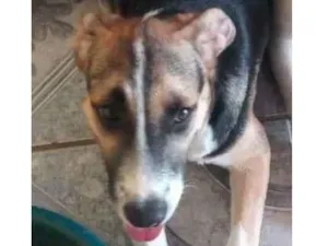 Cachorro raça SRD-ViraLata idade 2 a 6 meses nome KAYLA