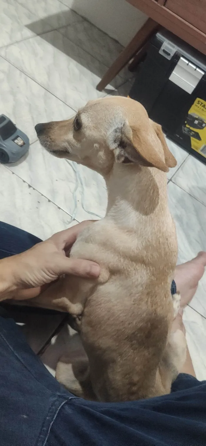 Cachorro ra a Pinscher idade 2 anos nome Gamora