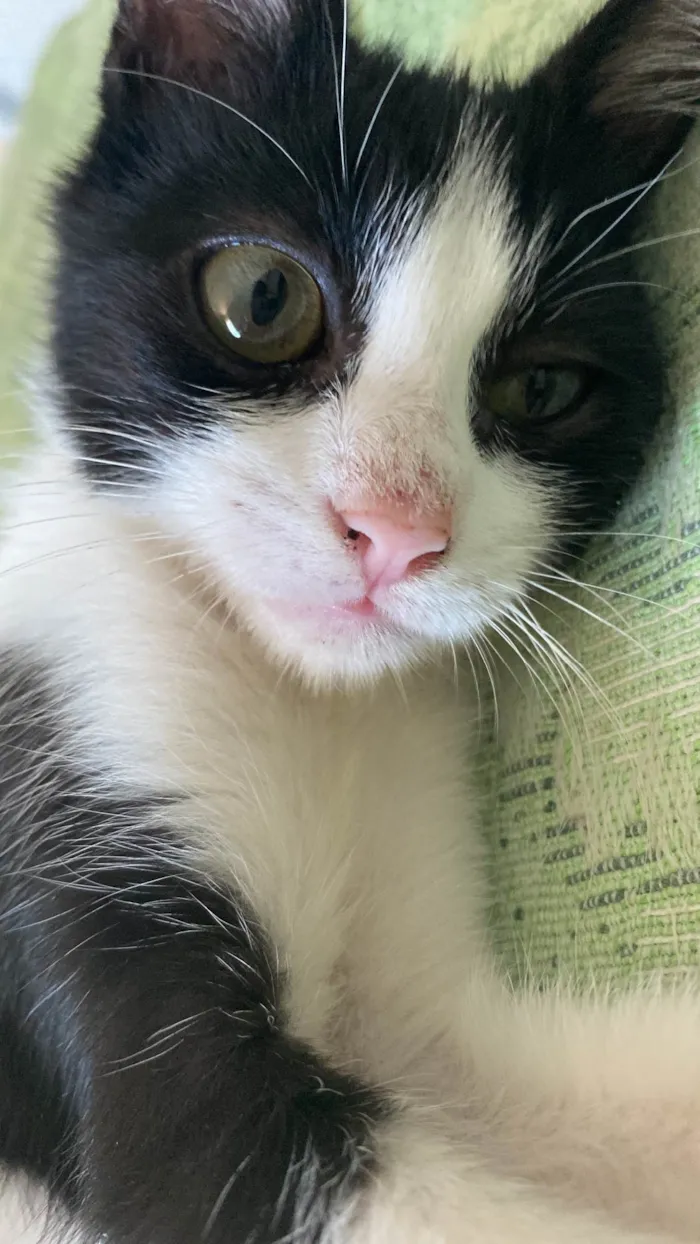 Gato ra a SRD-ViraLata idade 2 a 6 meses nome Chiquinho