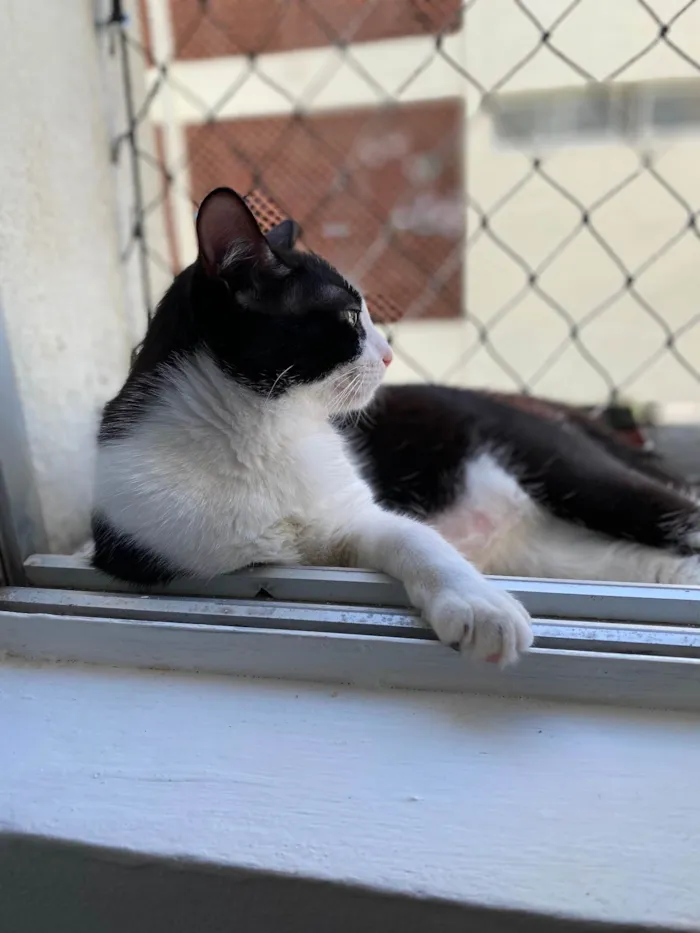 Gato ra a SRD-ViraLata idade 2 a 6 meses nome Chiquinho