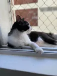 Chiquinho