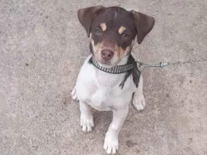 Cachorro raça Fox Terrier idade 2 a 6 meses nome Luck