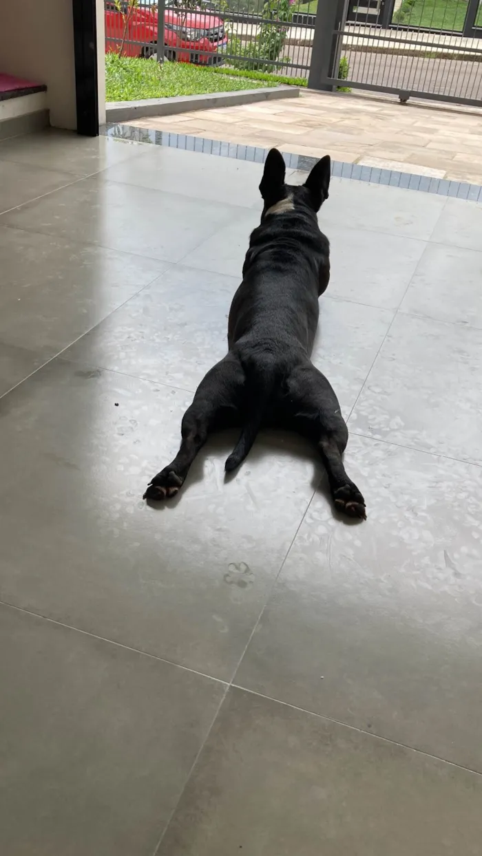 Cachorro ra a Mestica com pitbul  idade 4 anos nome Preta