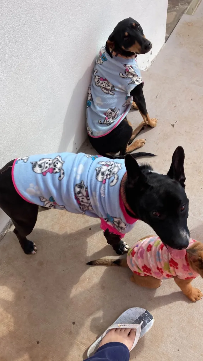 Cachorro ra a Mestica com pitbul  idade 4 anos nome Preta