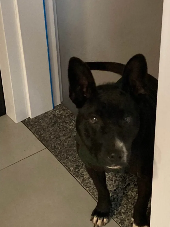 Cachorro ra a Mestica com pitbul  idade 4 anos nome Preta