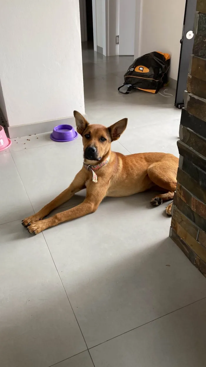 Cachorro ra a Pastor Alemão idade 7 a 11 meses nome Juliana