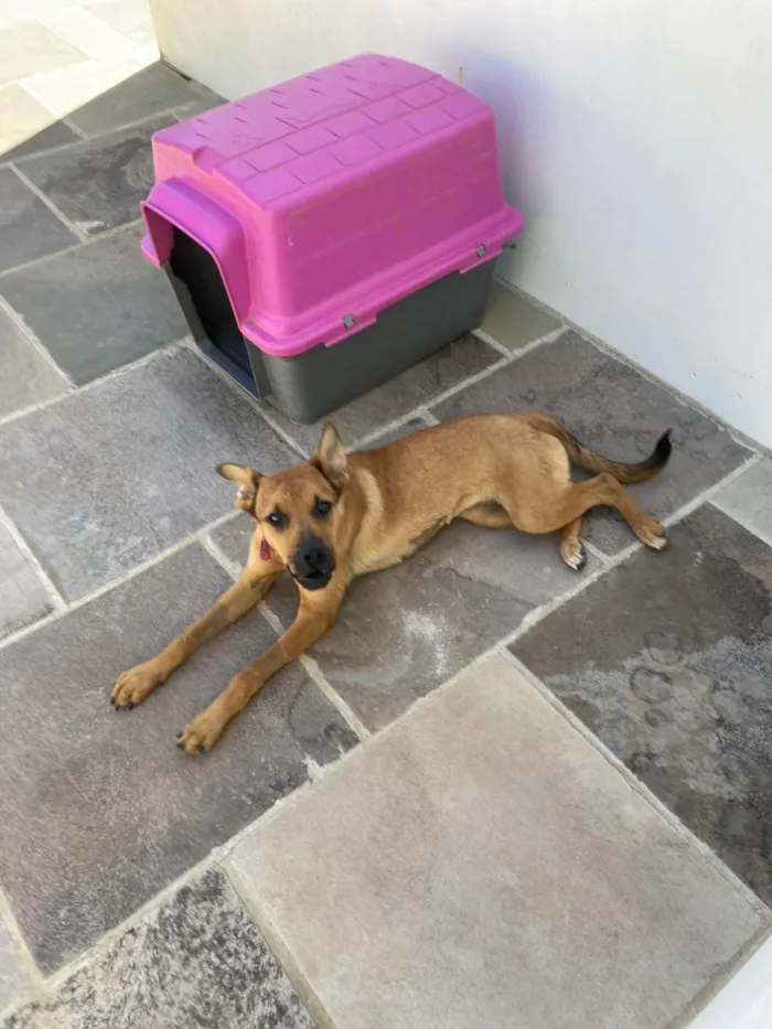 Cachorro ra a Pastor Alemão idade 7 a 11 meses nome Juliana