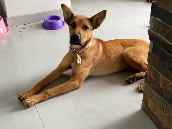 Cachorro ra a Pastor Alemão idade 7 a 11 meses nome Juliana