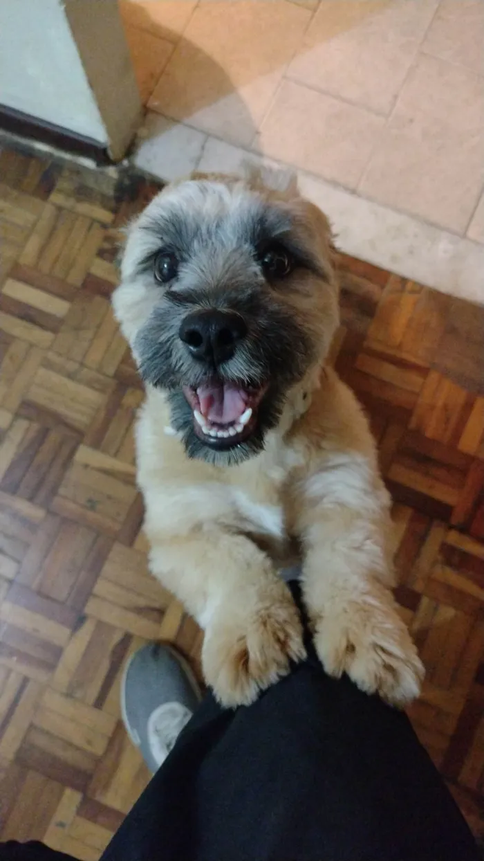 Cachorro raça SRD-ViraLata idade 2 a 6 meses nome Smith 