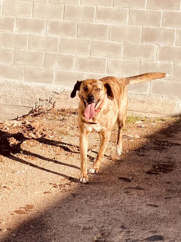 Cachorro ra a SRD-ViraLata idade 5 anos nome Risoles