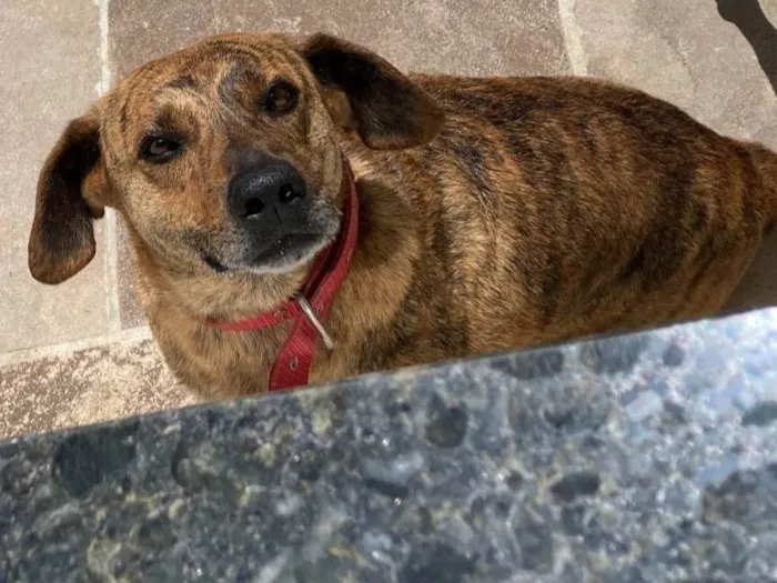 Cachorro ra a SRD-ViraLata idade 5 anos nome Risoles