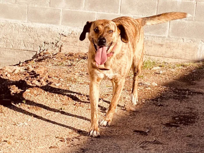 Cachorro ra a SRD-ViraLata idade 5 anos nome Risoles