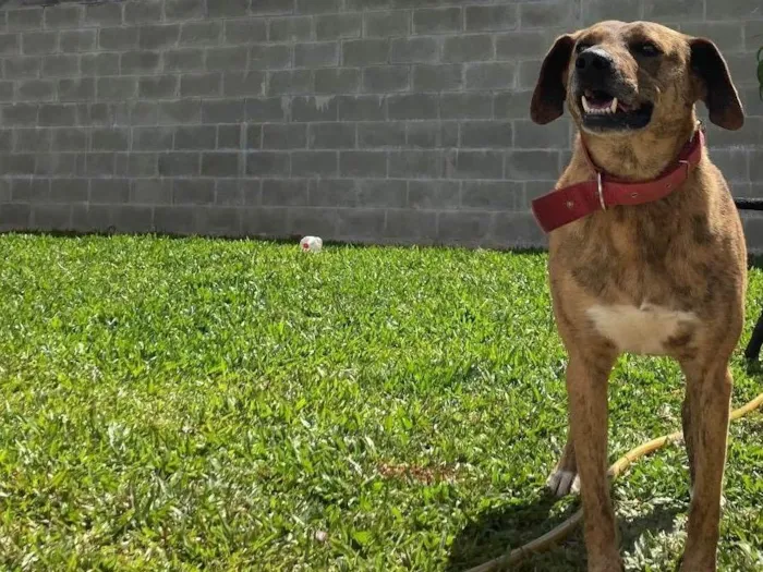 Cachorro ra a SRD-ViraLata idade 5 anos nome Risoles