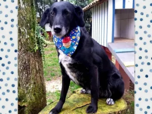 Cachorro raça Srd idade 6 ou mais anos nome Mandyu