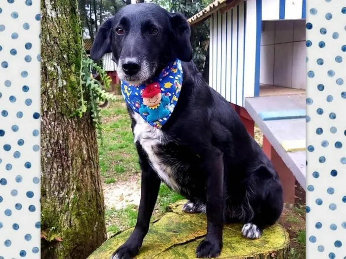 Cachorro ra a Srd idade 6 ou mais anos nome Mandyu