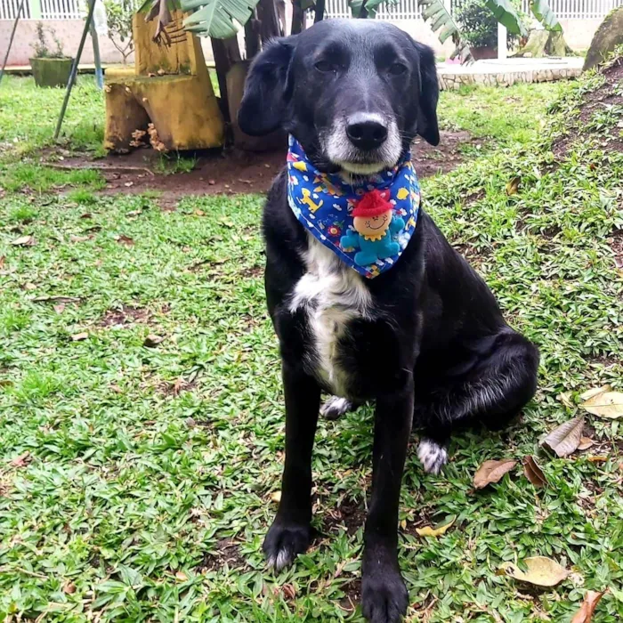Cachorro ra a Srd idade 6 ou mais anos nome Mandyu