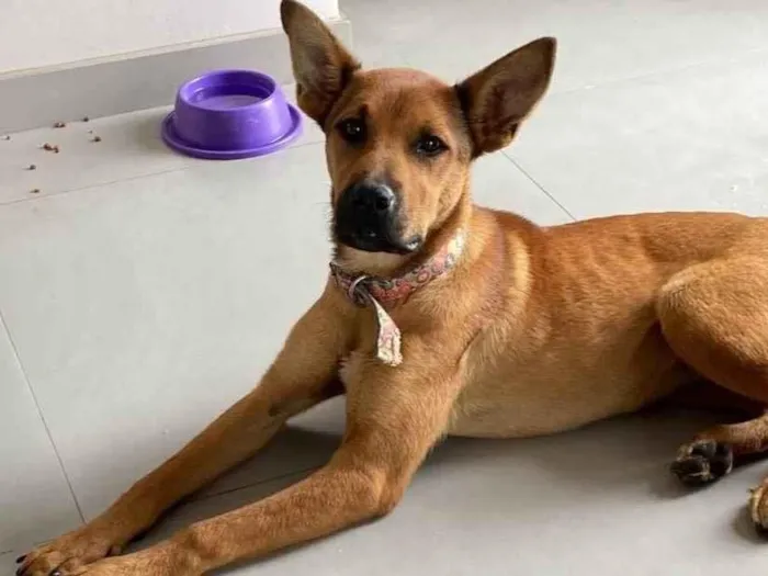 Cachorro ra a Pastor Alemão idade 7 a 11 meses nome Juliana