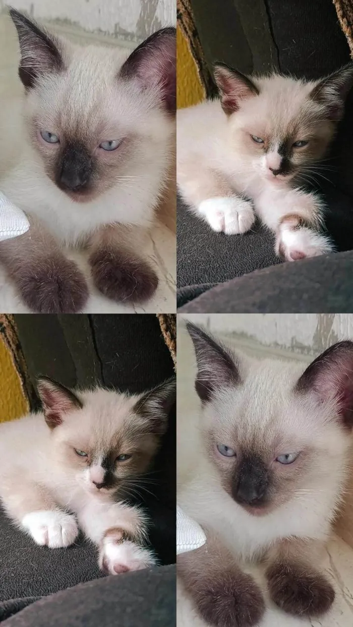 Gato ra a Siamês idade 2 a 6 meses nome Nina e  kiara