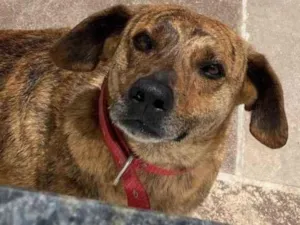 Cachorro raça SRD-ViraLata idade 5 anos nome Risoles