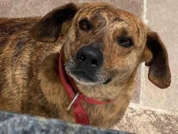 Cachorro ra a SRD-ViraLata idade 5 anos nome Risoles