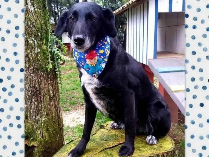 Cachorro ra a Srd idade 6 ou mais anos nome Mandyu