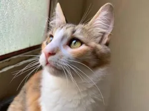 Gato raça SRD-ViraLata idade 4 anos nome Luna e Pandora